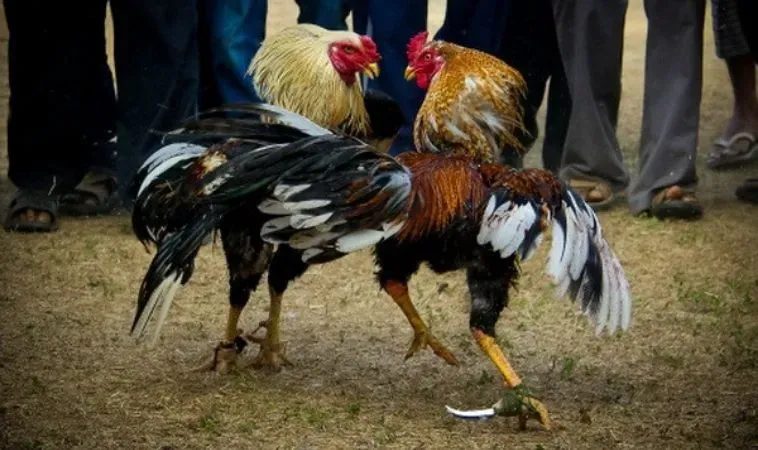 Khám Phá Đá Gà OLYBET: Trải Nghiệm Cá Cược Đỉnh Cao 1 Khám Phá Đá Gà OLYBET: Trải Nghiệm Cá Cược Đỉnh Cao